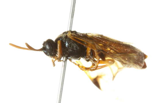 Image of <i>Arge onerosa</i>