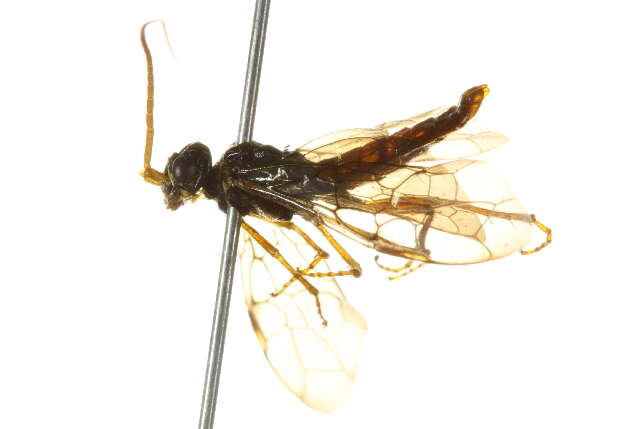 Image of sawfly