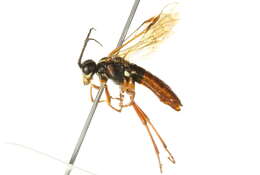 Image of <i>Tenthredo moniliata</i>