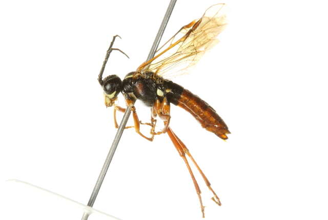 Image of <i>Tenthredo moniliata</i>