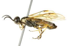 Image of <i>Strongylogaster distans</i>