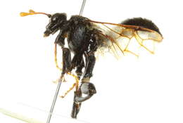 Image of Cimbex americana Leach