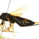 Слика од <i>Urocerus flavicornis</i>