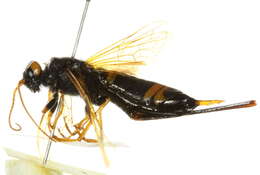 Слика од <i>Urocerus flavicornis</i>