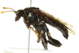 Image of Cimbex americana Leach