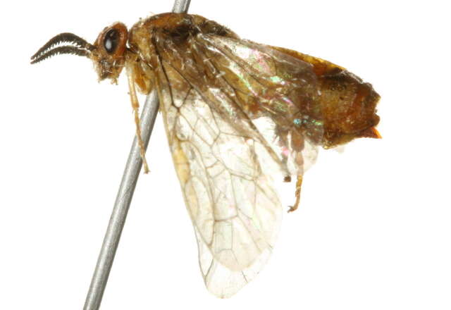 Image of Neodiprion abietis (Harris)