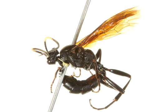 Image of Ichneumon macilentus (Tischbein 1881)