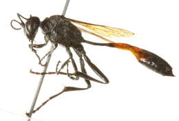 Image of Ammophila azteca Cameron 1888