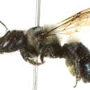 Image de Osmia juxta Cresson 1864