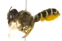 Image of Pugnacious Leaf-cutter Bee