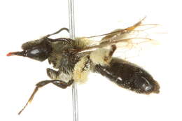 Image of Andrena rufosignata Cockerell 1902