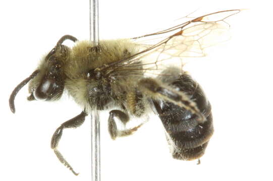 Image of Kincaid's Cellophane Bee