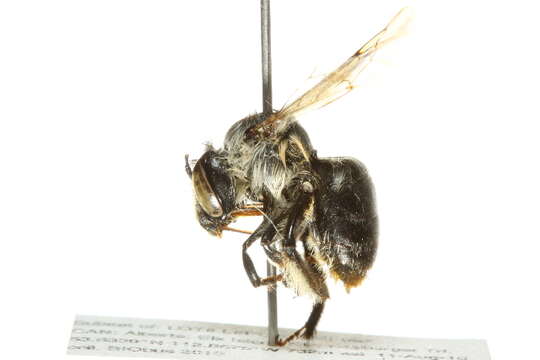 Imagem de Anthophora furcata (Panzer 1798)