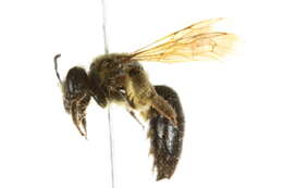 Image of Snowy Andrena