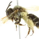 Image of Andrena trevoris Cockerell 1897