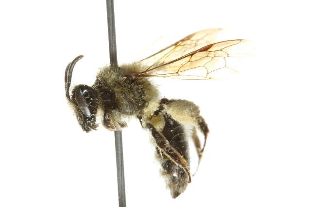 Image of Andrena rufosignata Cockerell 1902