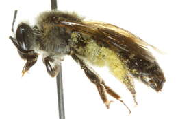 Image of mining bees