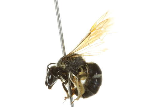 Image of Lasioglossum Curtis 1833