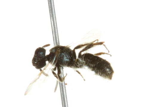 Image of Lasioglossum pacatum (Sandhouse 1924)