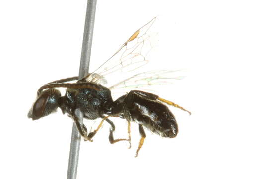 Image de Lasioglossum laevissimum (Smith 1853)