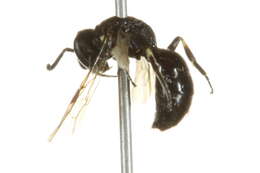 Imagem de Hylaeus annulatus (Linnaeus 1758)