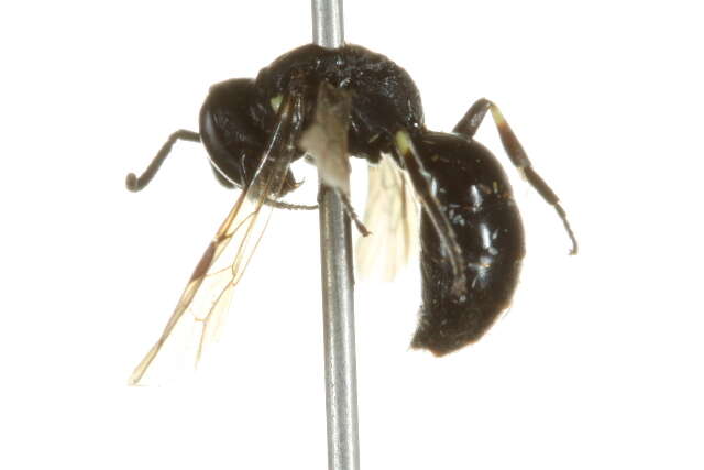 Imagem de Hylaeus annulatus (Linnaeus 1758)