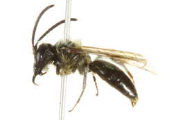 Image of Andrena rufosignata Cockerell 1902