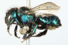 Image of Osmia bella Cresson 1878