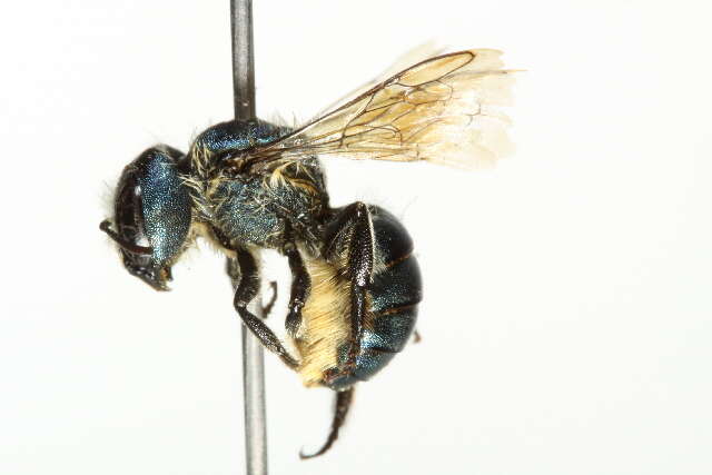 Image of Osmia coloradensis Cresson 1878