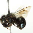 Imagem de Osmia subaustralis Cockerell 1900