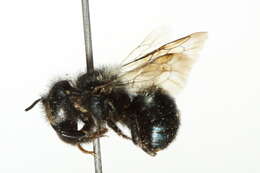 Image of Osmia subaustralis Cockerell 1900