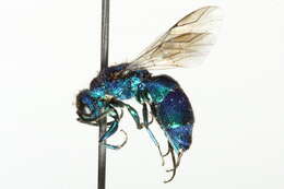 Image of <i>Chrysis impressa</i>