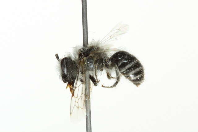 Image of Phacelia Cellophane Bee