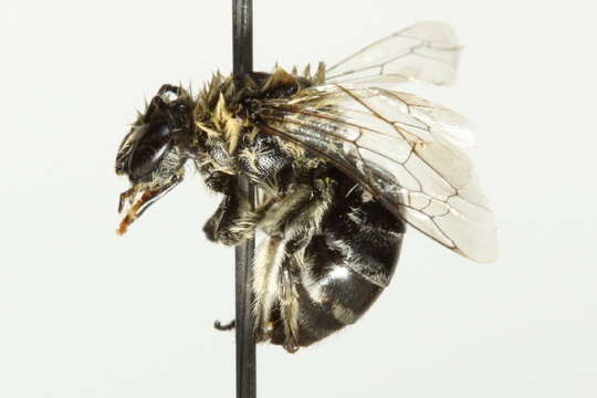 Image of Phacelia Cellophane Bee