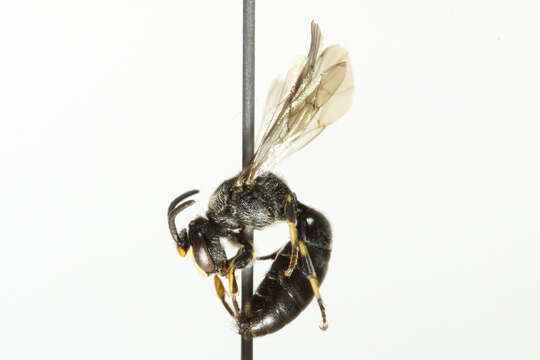 صورة Hylaeus basalis (Smith 1853)