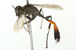 Image of Ammophila azteca Cameron 1888