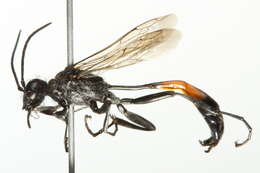 Image of Ammophila mediata Cresson 1865