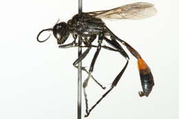 Image of Ammophila mediata Cresson 1865