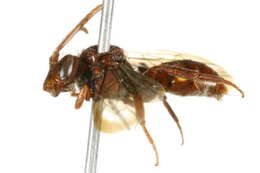 Image of Nomada perplexa Cresson 1863