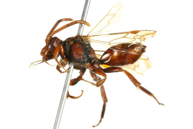 Image of Nomada depressa Cresson 1863