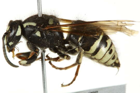 Image of Dolichovespula adulterina (Buysson 1905)