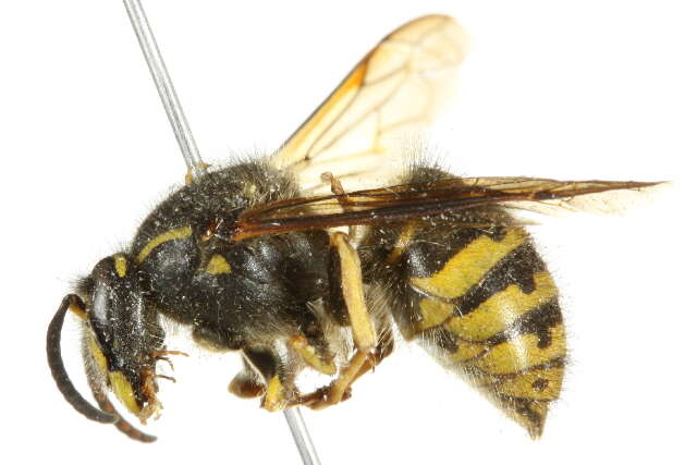 Image of Dolichovespula alpicola Eck 1984