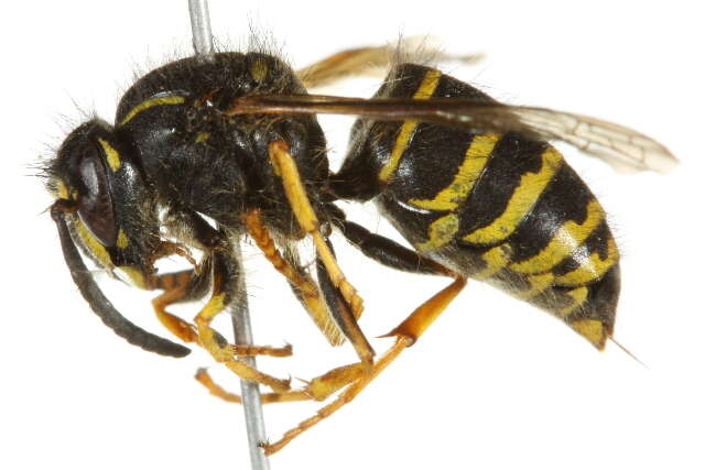 Image of Dolichovespula alpicola Eck 1984