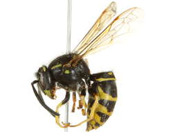 Image of Forest Yellowjacket