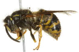 Image of Dolichovespula alpicola Eck 1984