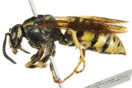 Image de Vespula austriaca (Panzer 1799)