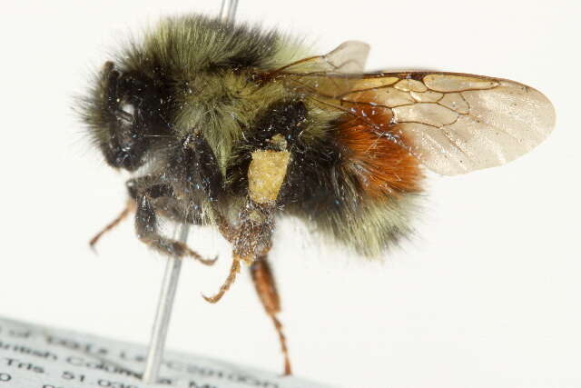 Image of Black Tail Bumble Bee