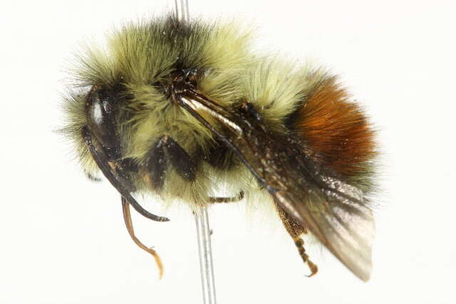 Image of Black Tail Bumble Bee