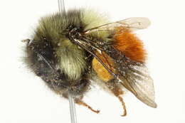 Image of Black Tail Bumble Bee