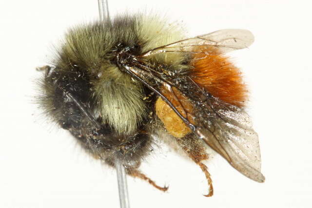 Image of Black Tail Bumble Bee